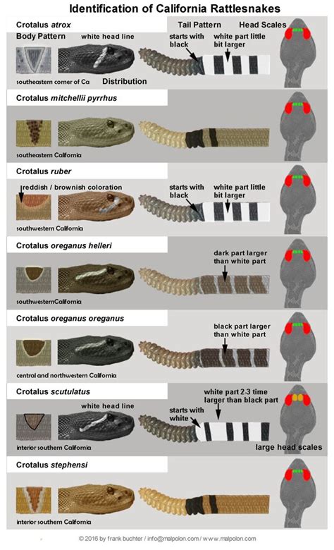 Texas Snakes Identification Chart