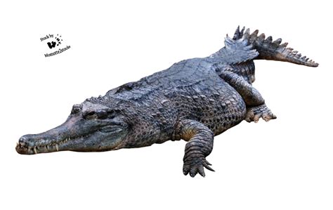 Crocodile PNG Transparent Images