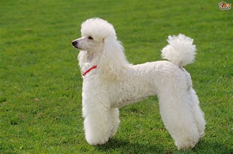 Miniature Poodle Dog Breed Information, Buying Advice, Photos and Facts ...