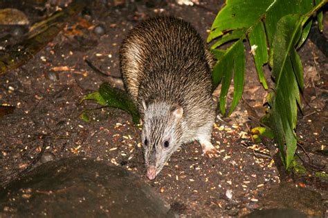 Northern Brown Bandicoot 25932205 Stock Photo at Vecteezy