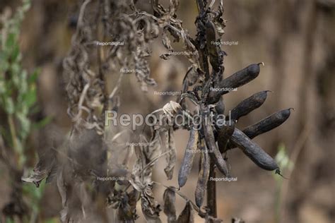 Field beans ready for harvest, Warwickshire 26 Jul 2022…