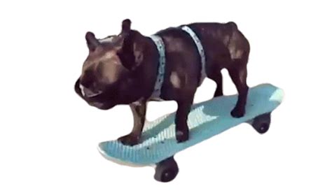 Dog Skateboard Sticker - Dog Skateboard Skateboarding - Discover ...