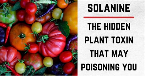 Solanine: The Hidden Plant Toxin That May Be Poisoning You