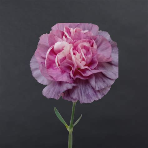 Purple Carnation – Flower Shed