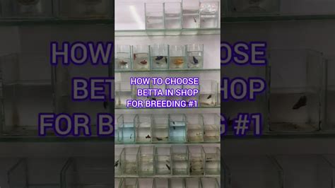 betta breeding for beginners how to choose betta from shop #shorts # ...