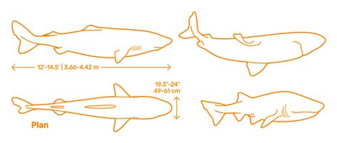 Pacific Sleeper Shark (Somniosus pacificus) Dimensions & Drawings | Dimensions.com