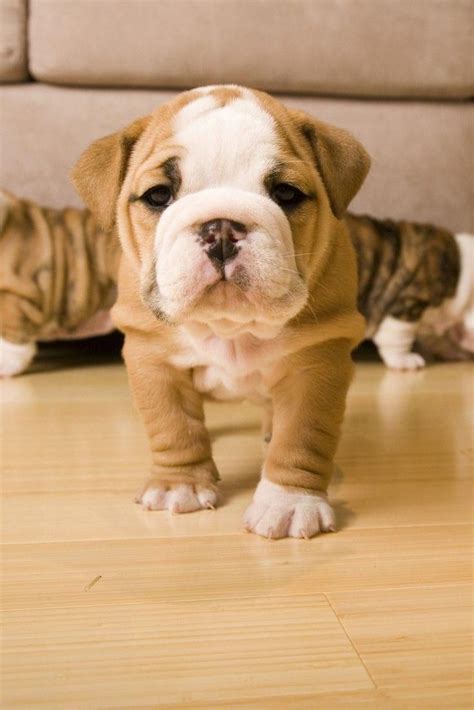 English Bulldog Puppy Barks For The First Time And Has The Funniest ...