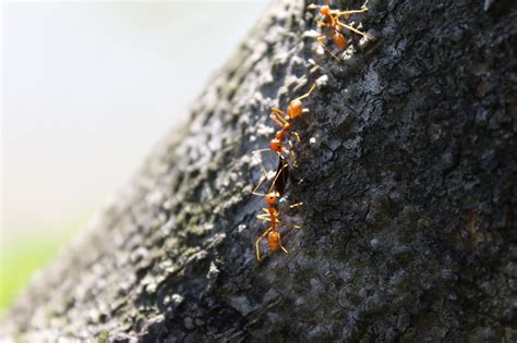 The Signs of an Ant Infestation - Exterminator Cambridge