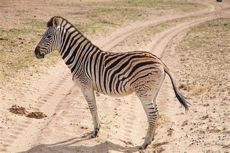 Buffelsfontein Game Reserve | South Africa | Wild Safari Guide