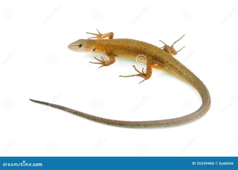 Japanese grass lizard stock photo. Image of creature - 26549466