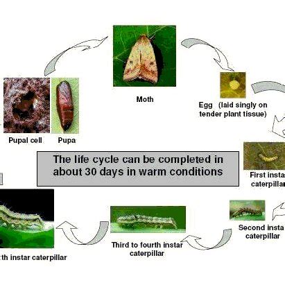 Life-cycle of podborer (H. armigera) | Download Scientific Diagram