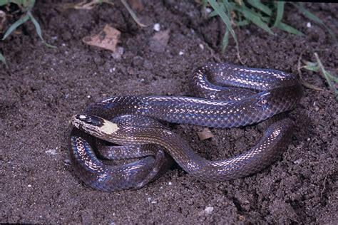 Are Black Garden Snakes Poisonous | Fasci Garden