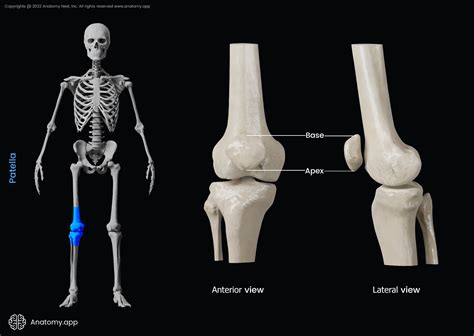 Patella Skeleton