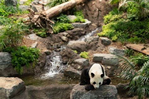 The Calgary Zoo’s ‘Panda Cam’ is a relaxing mental break from strange days – Liftoff!
