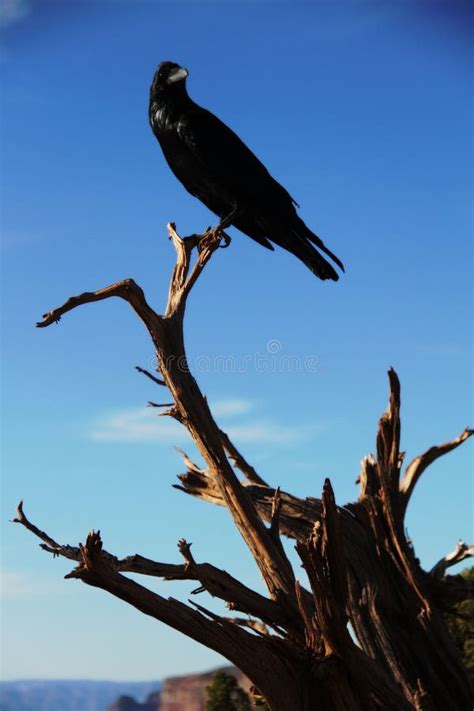 Close up raven stock image. Image of vegas, grand, bird - 22559565