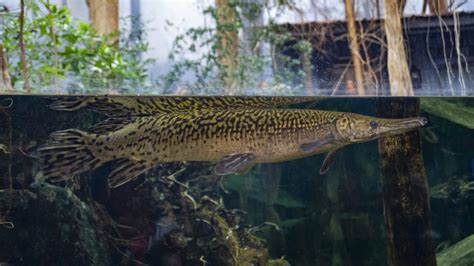 World Record Alligator Gar / It weighed 279 pounds (126.55 kilograms) and was caught in rio ...