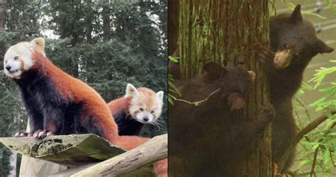 POLL! Who is the Sequoia Park Zoo's Current Cutest Duo? | POLLZ | Lost ...