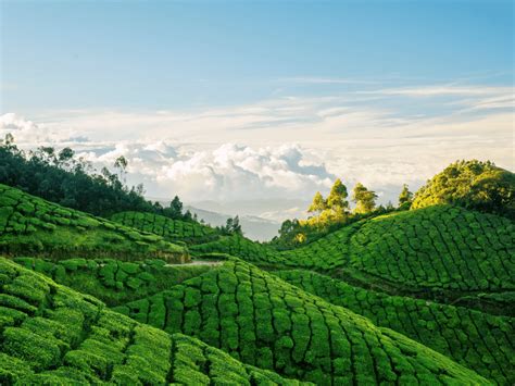 Top 5 Munnar Tea Estates That Are A Must-Visit For All | Munnar Insider ...