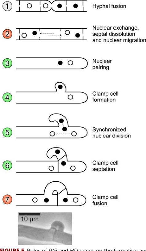 Figure 5 from Fungal Sex: The Basidiomycota. | Semantic Scholar