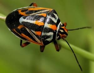 Orange Black Stink Bug from Australia - What's That Bug?