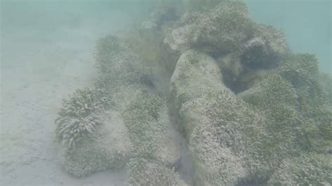 Snorkeling at secret Beach in San Pedro Belize - YouTube