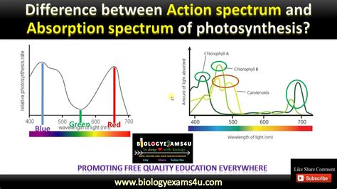 Difference between Action Spectrum and Absorption Spectrum of Photosynthesis || BiologyExams4u ...