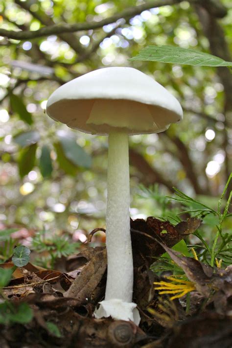 Pin on Mushrooms, Fungus, Lichen and Slime