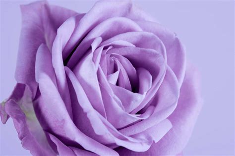 Varieties of Purple Roses