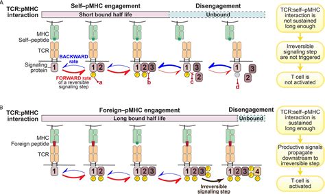 Frontiers | Adapting T Cell Receptor Ligand Discrimination Capability ...