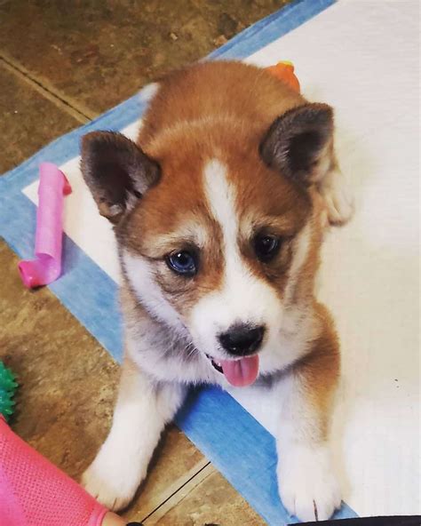 Shiba Inu Husky Mix: Your Best Guide To An Adorable Hybrid