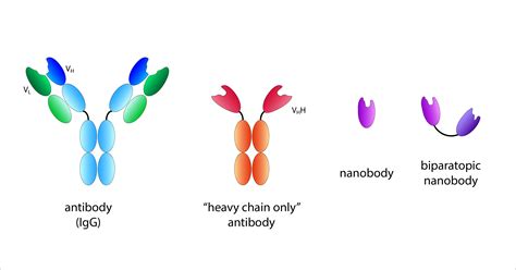 Nanobodies for determining neutralising antibodies after corona ...