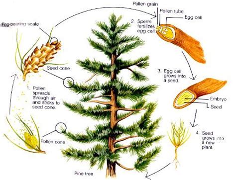 Parts Of A Pine Tree