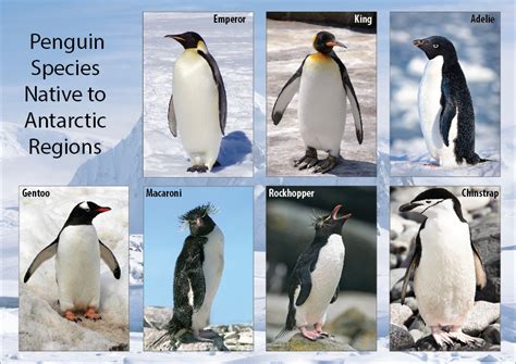 Penguin Habitats of Antarctica Slideshow - Studyladder Interactive ...