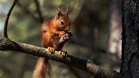 Red squirrel facts and information | Trees for Life