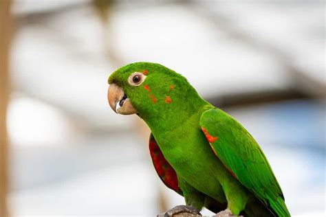 12 Best Types of Conure Birds - Pet This and That