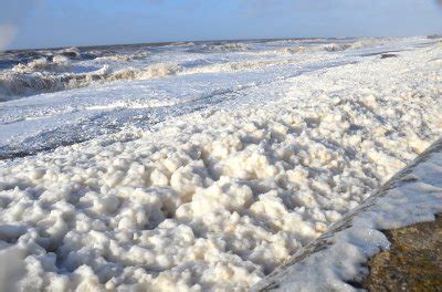 A surreal encounter: Swimmers flee in panic as ocean unleashes hordes ...