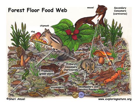 Forest Floor Food Web