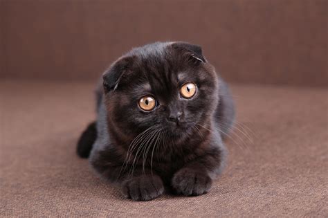 List of Black Cat Breeds [With Pictures]