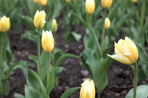 Ready to Bloom | The tulips are starting to bloom in the Tor… | Flickr