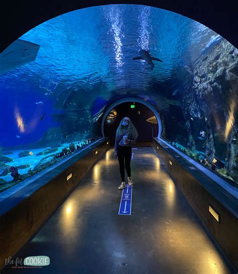 Vivre l'aquarium de la planète UT