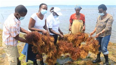 Kenyan women reaping economic rewards from seaweed farming - World News