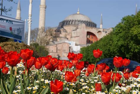 Tulip the Obsession: The Floral Islamic Design : r/islamichistory