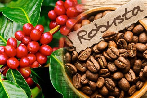 Đơn vị chuyên cung cấp cafe Robusta giá sỉ, bạn đã biết chưa?