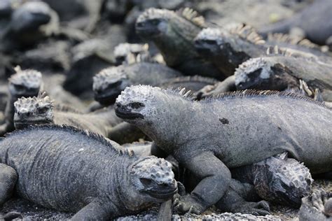 Galápagos marine Reserve | Good Nature Travel Blog