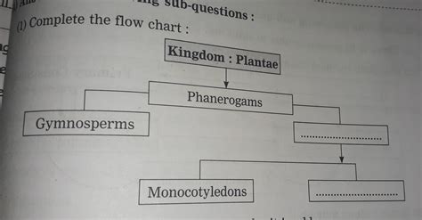 Kingdom Plantae Diagram