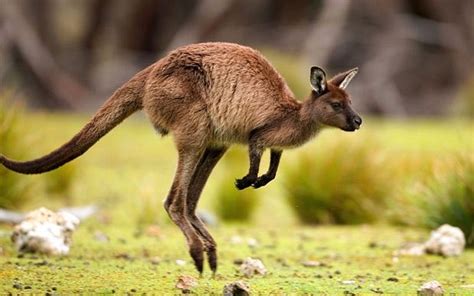 Hopping Kangaroo Pictures, Photos, and Images for Facebook, Tumblr, Pinterest, and Twitter