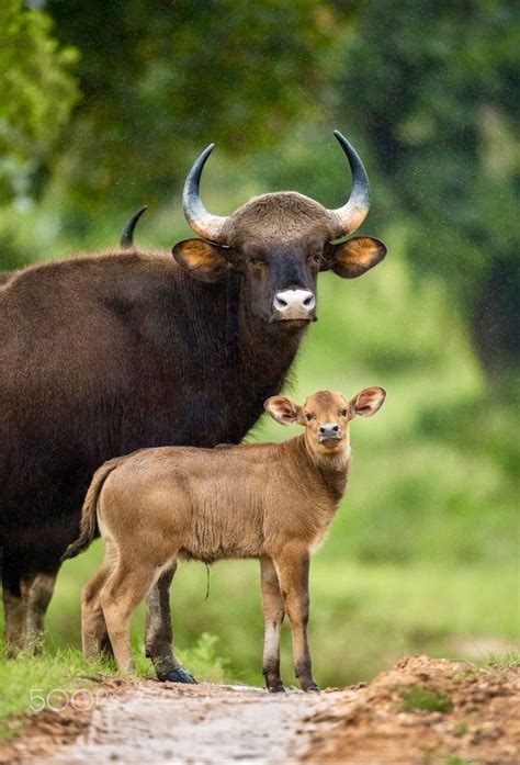 Impressive cow gaur standing protectively near her young calf. The gaur (Bos gaurus), also ...