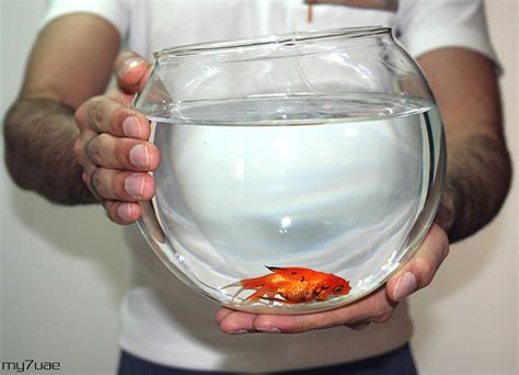 How To Maintain Goldfish In Aquarium - Aquarium Views