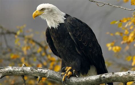 Bald Eagle: Our Nations Bird | manifold