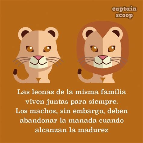 ilustración con datos acerca de los leones Lion Facts, Cat Facts, Weird ...